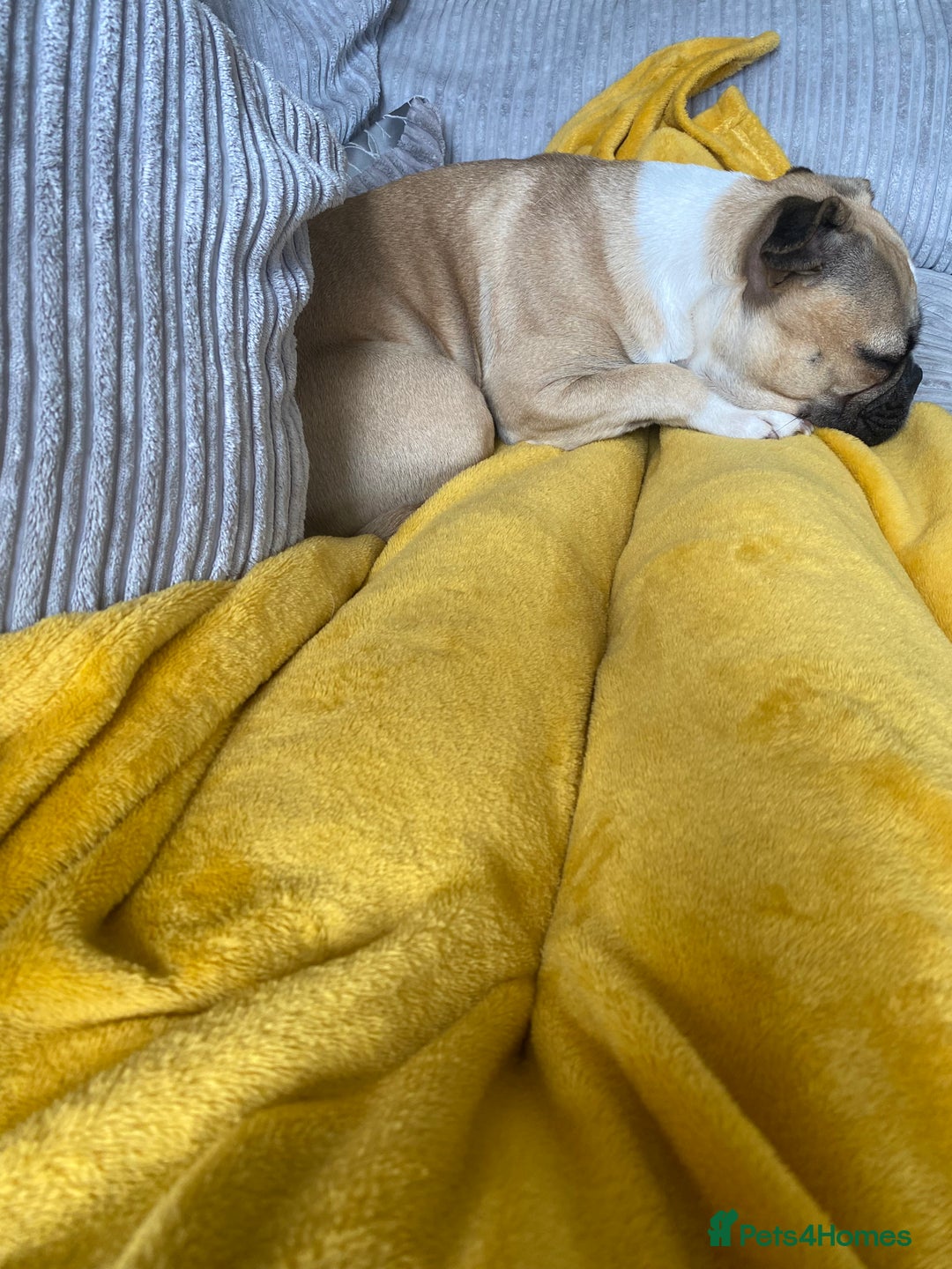 Frug dogs for sale: very loving female frug  - Image 4