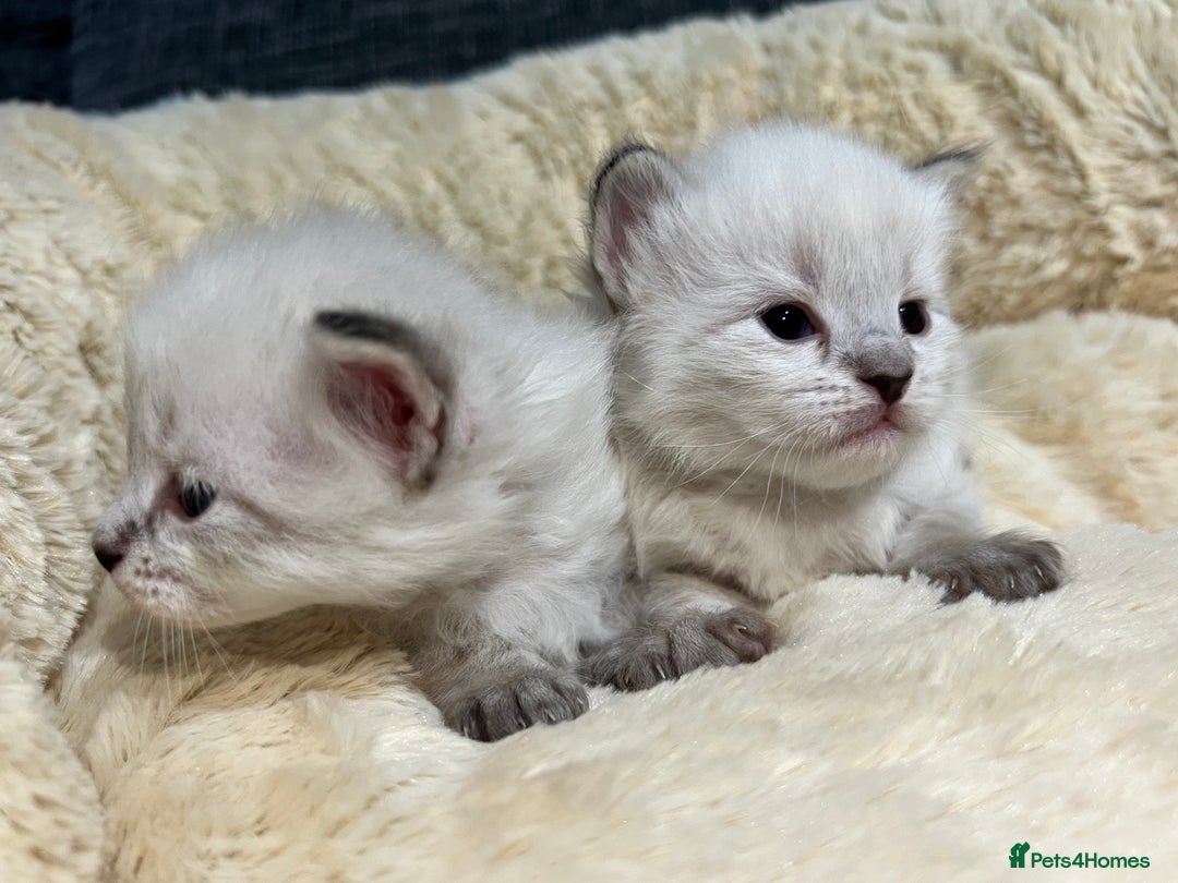 Siberian cats for sale: 🩵🩵Stunning GCCF Siberian Neva Masquerades🩵🩵 - Advert 7