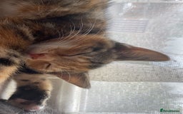 Mixed Breed cats for sale: 🐾 Kittens for Sale – 1 Boy & 1 Girl! 🐾 - Image 2