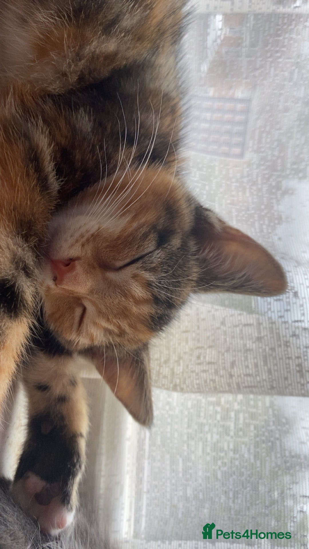 Mixed Breed cats for sale: 🐾 Kittens for Sale – 1 Boy & 1 Girl! 🐾 - Image 2