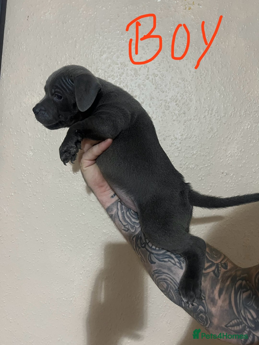 Staffordshire Bull Terrier dogs for sale: One girl left🩷 Staffordshire bull terrier pups - Image 9