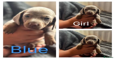 Dachshund dogs - Advert 10