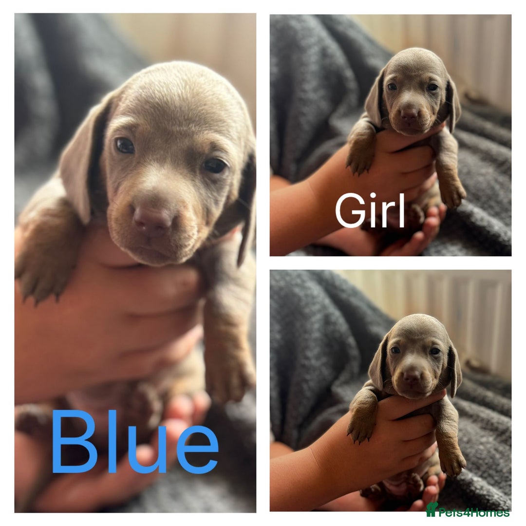 Dachshund dogs for sale: Beautiful dachshund puppies  - Image 17