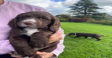 Sprocker dogs - Advert 6