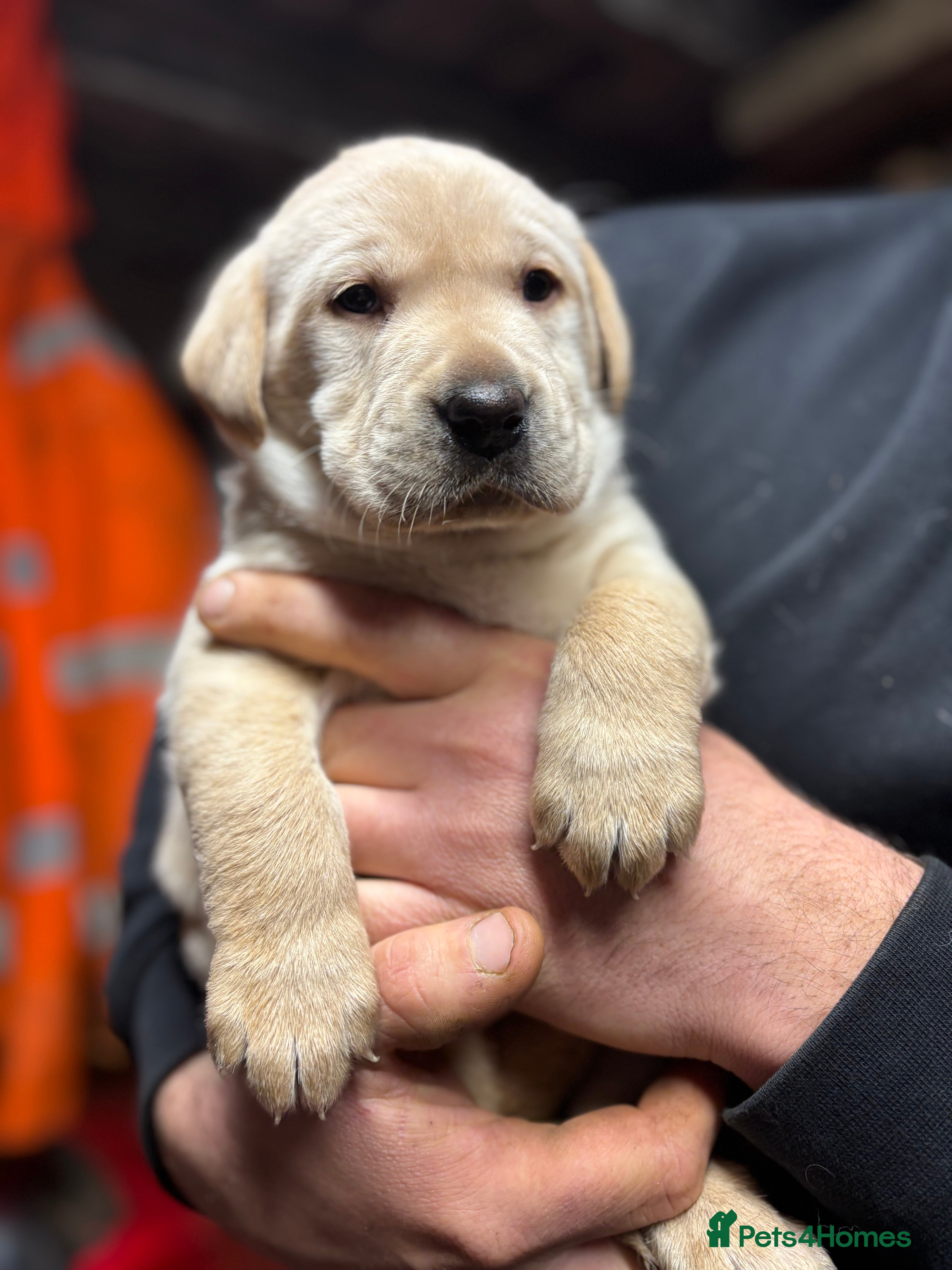 Labrador Retriever dogs Beautiful health tested Labrador puppies  - Advert 13