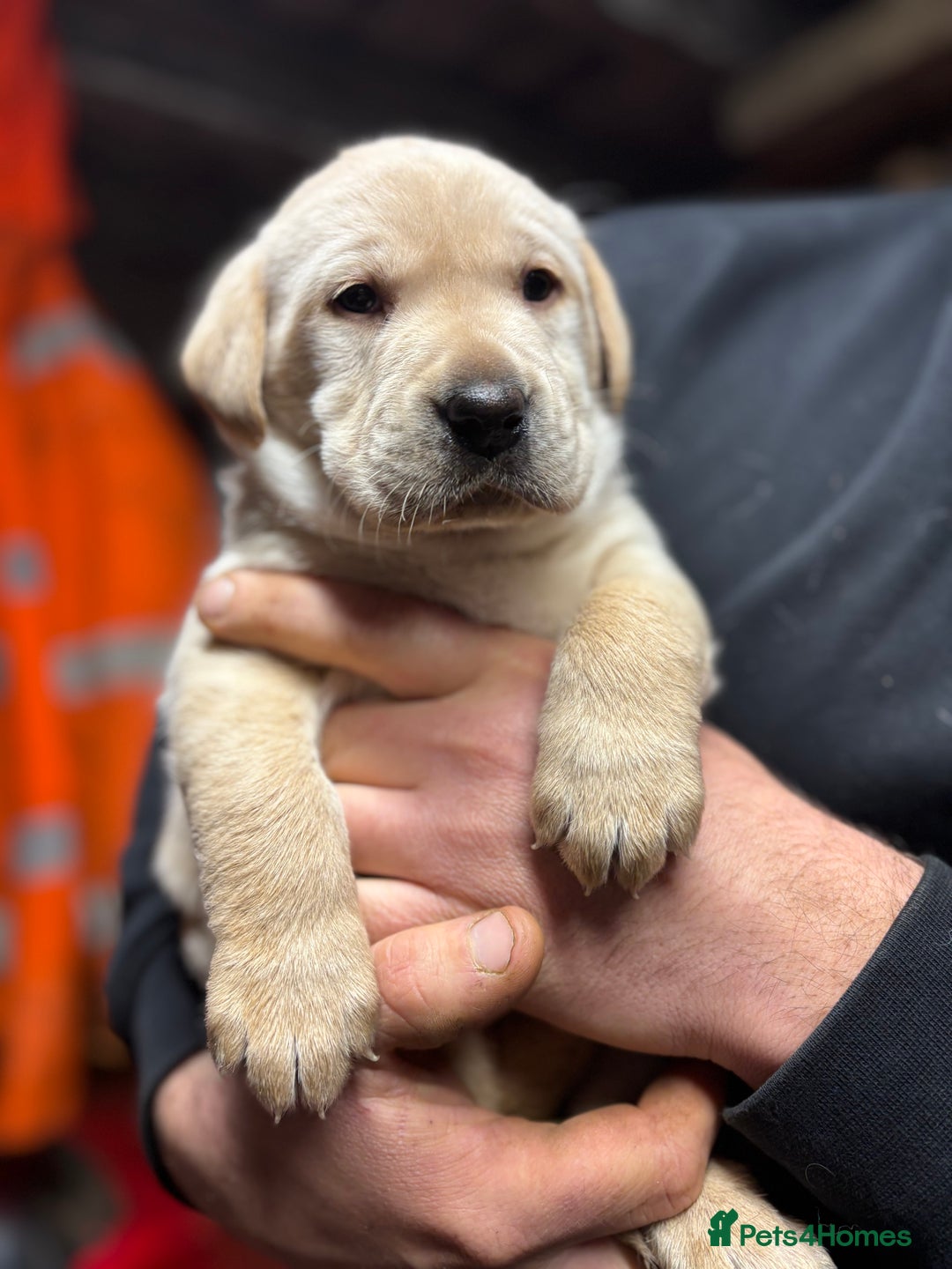 Labrador Retriever dogs for sale: Beautiful health tested Labrador puppies  - Advert 1