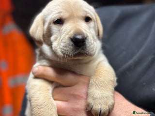 Labrador Retriever dogs Beautiful health tested Labrador puppies - Advert 4