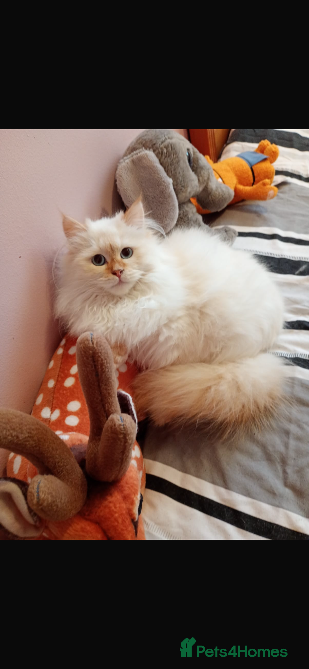 Siberian cats for sale: Beautiful ginger pure Siberian male for sale - Advert 5