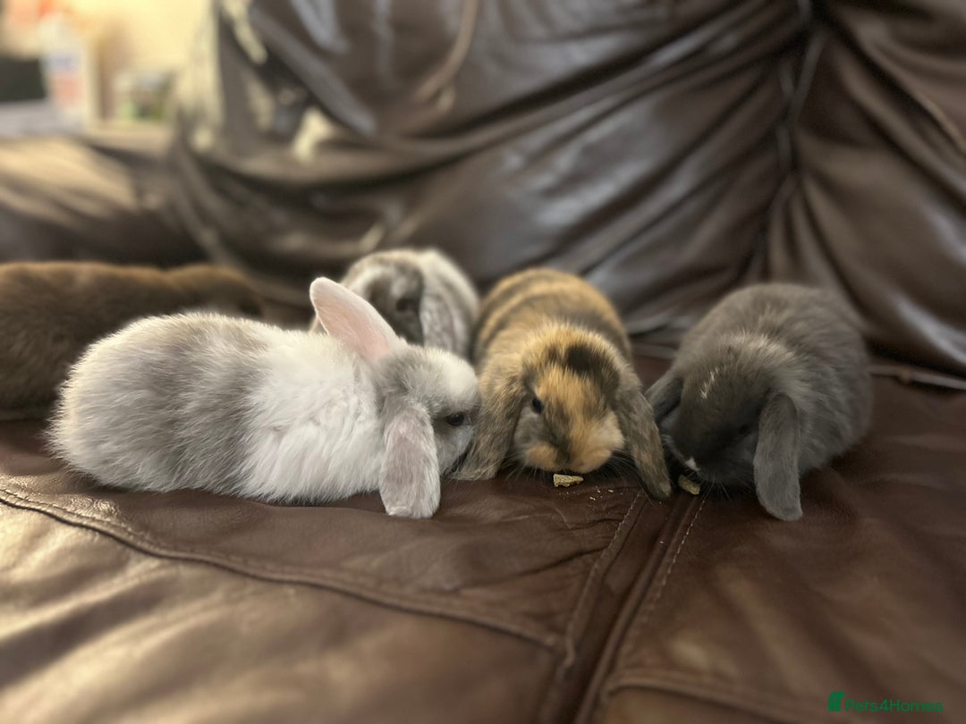 Mini Lop rabbits for sale: Lovely baby minilops for sale  - Image 2
