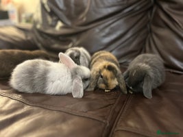 Mini Lop rabbits - Advert 12