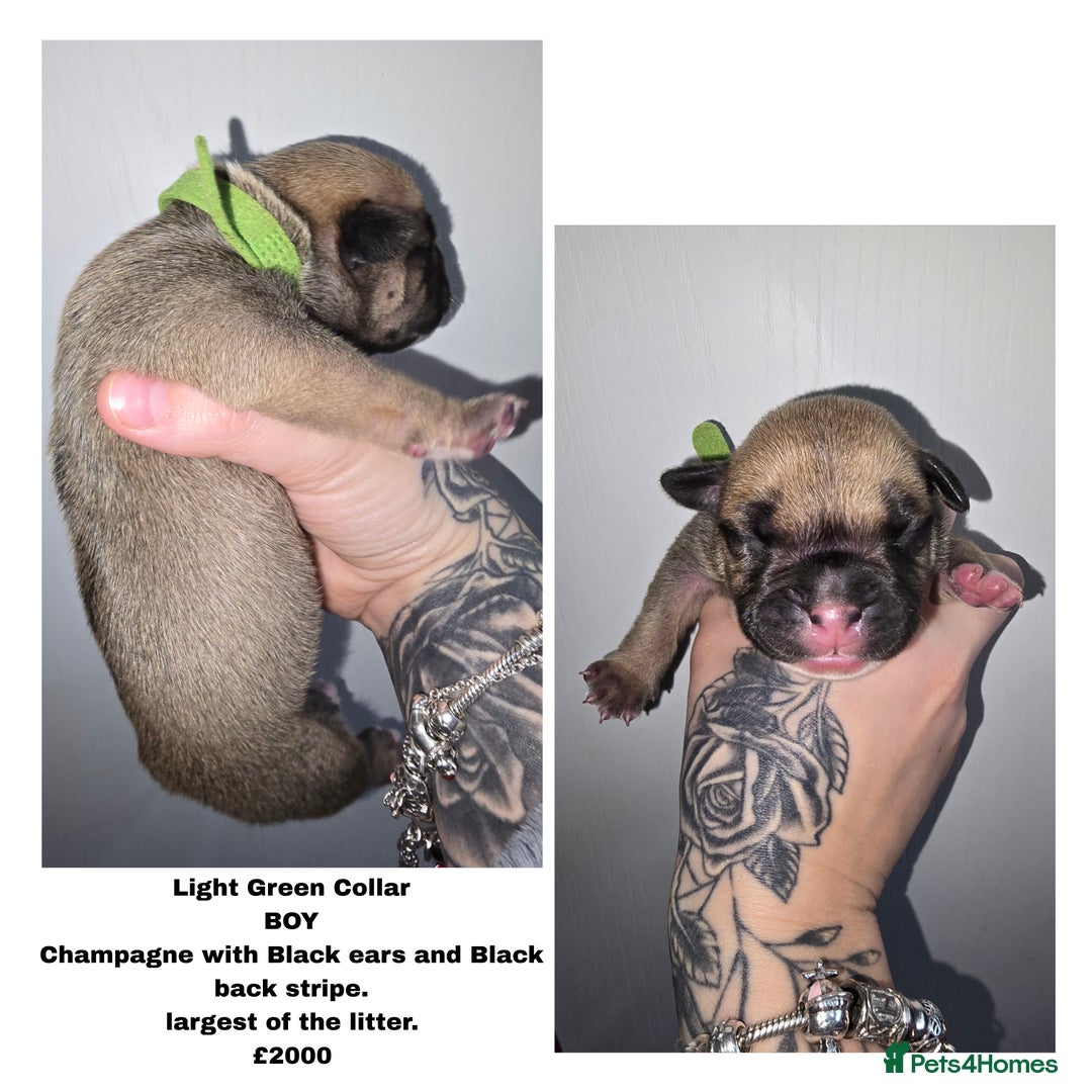 American Bully dogs for sale: Pocket bully puppies - Advert 4
