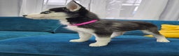 Siberian Husky dogs for sale: Pure Siberian Husky females. Ready to go  - Advert 7