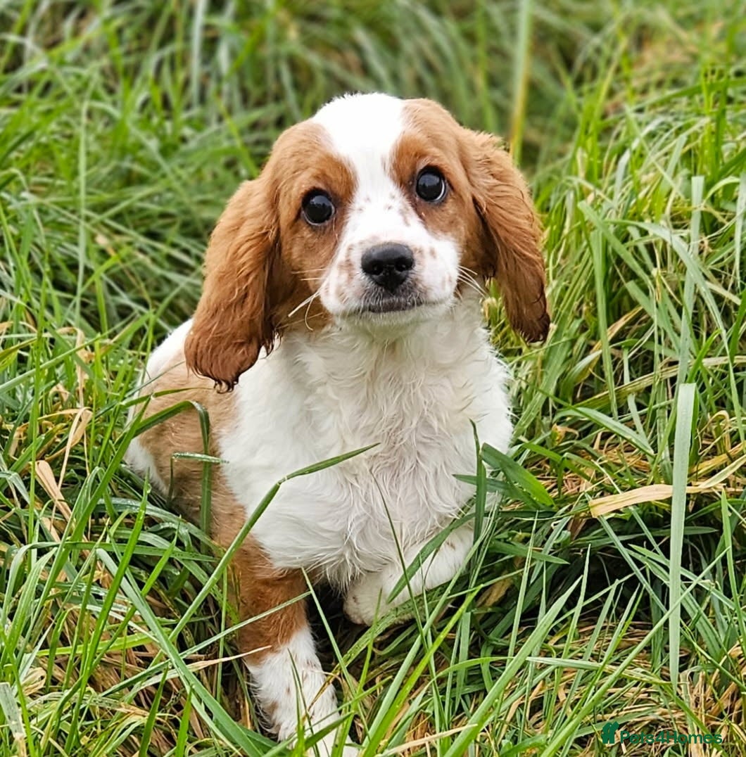 Mixed Breed dogs Lovely poodle x cockalier puppies for sale  - Advert 6