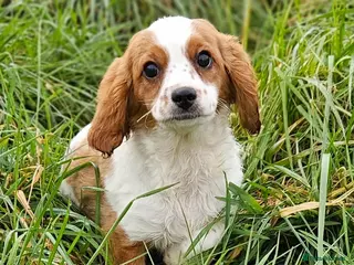 Mixed Breed dogs Lovely poodle x cockalier puppies for sale - Advert 6