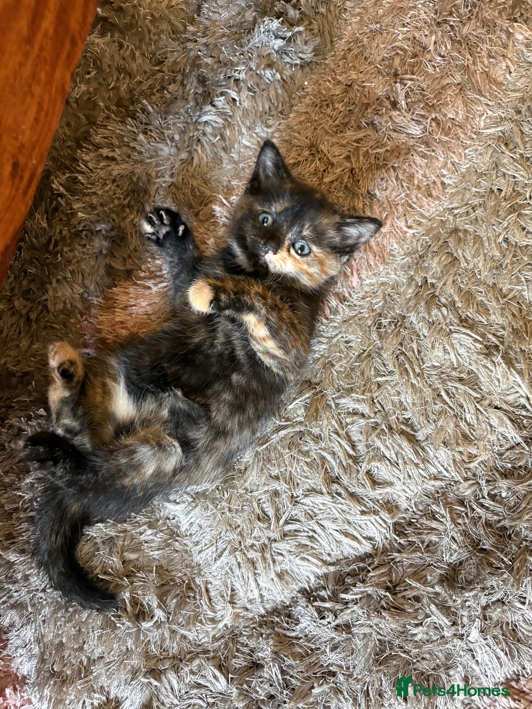 American Shorthair cats for sale: 4 kittens for sale - Image 6