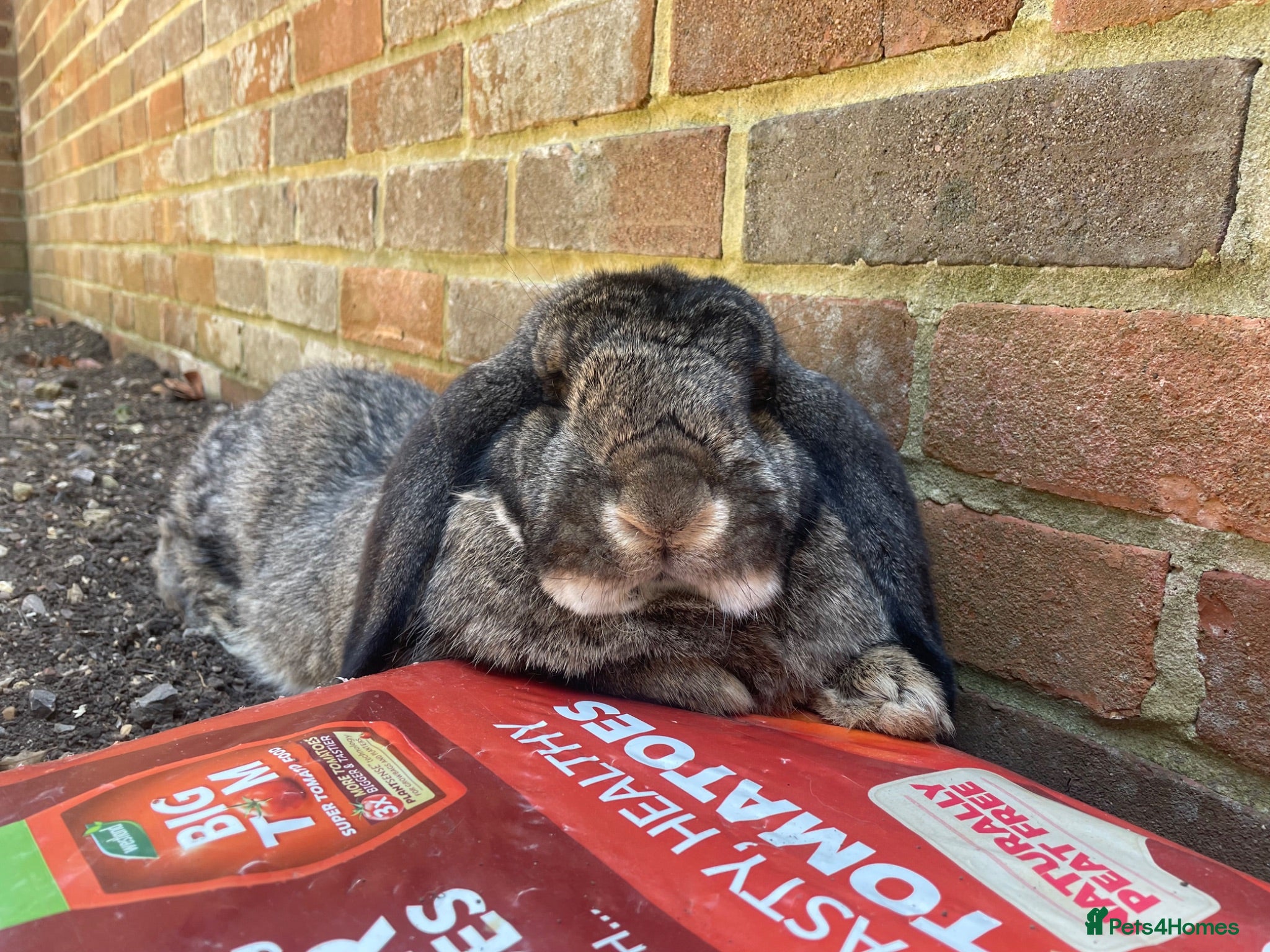 French Lop rabbits Neutered Pure Male French Lop - Advert 1