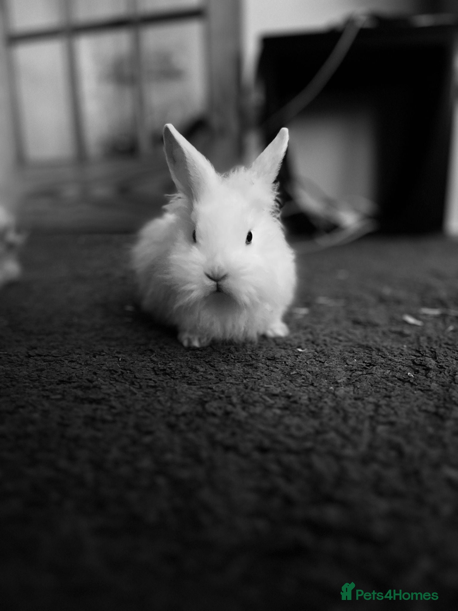 Mixed Breed rabbits Cute bunnies - Advert 19