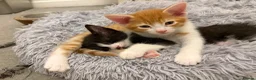 Mixed Breed cats for sale: Cute kittens ready to go  - Advert 5