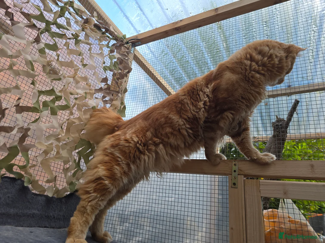 Maine Coon cats for stud: Maine Coon Large Red Tabby over 10kg in Hull - Advert 11