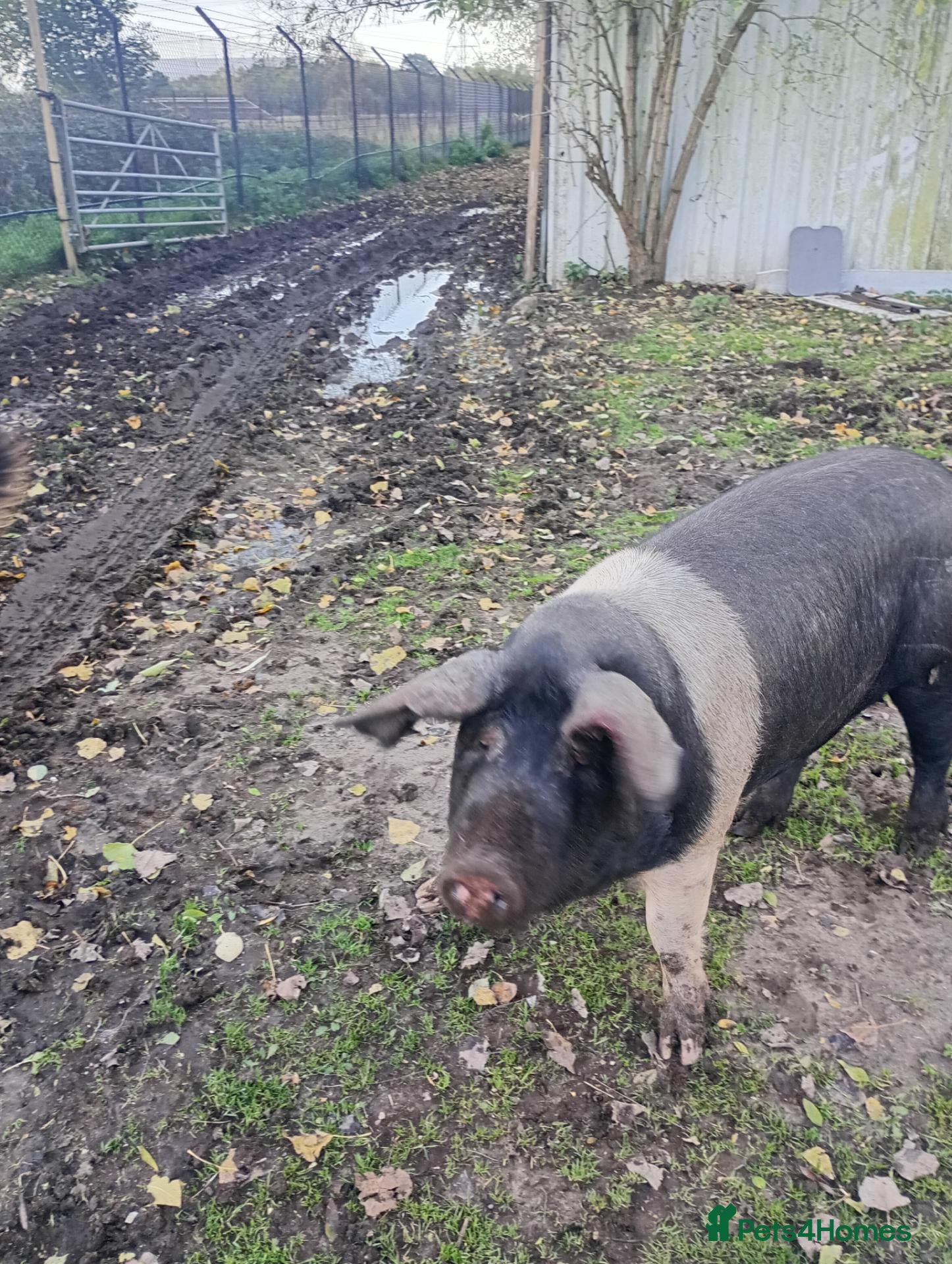 Pig livestock for sale: Saddleback pigs - Advert 13
