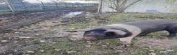 Pig livestock for sale: Saddleback pigs - Advert 1