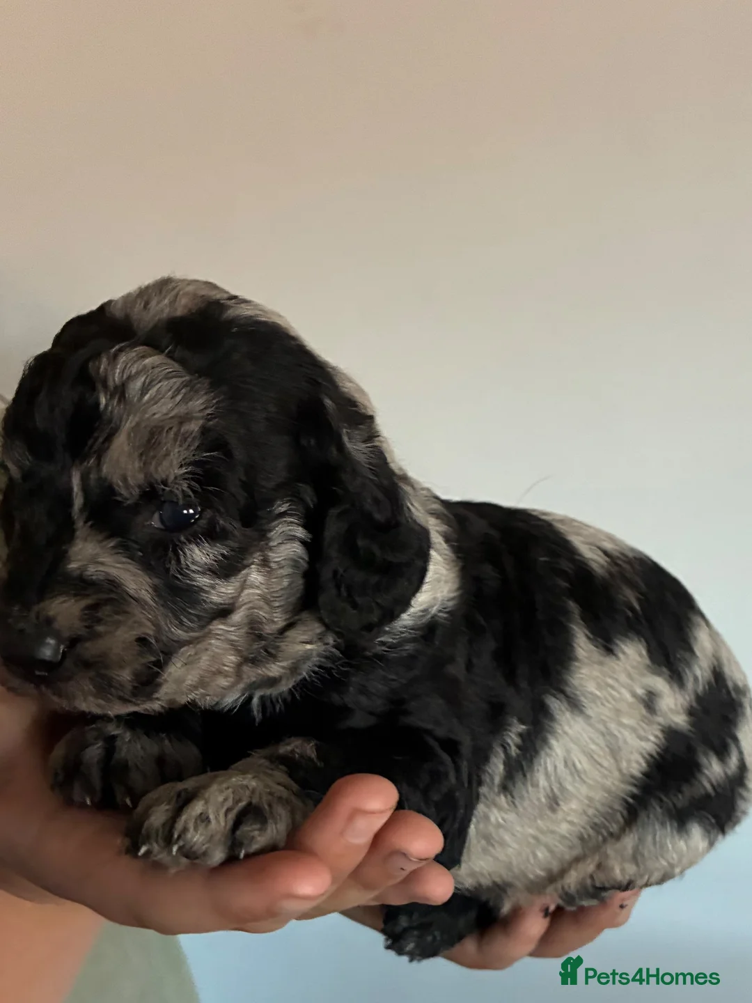 Labradoodle dogs for sale: Blue Merle black miniature labradoodles - Advert 1