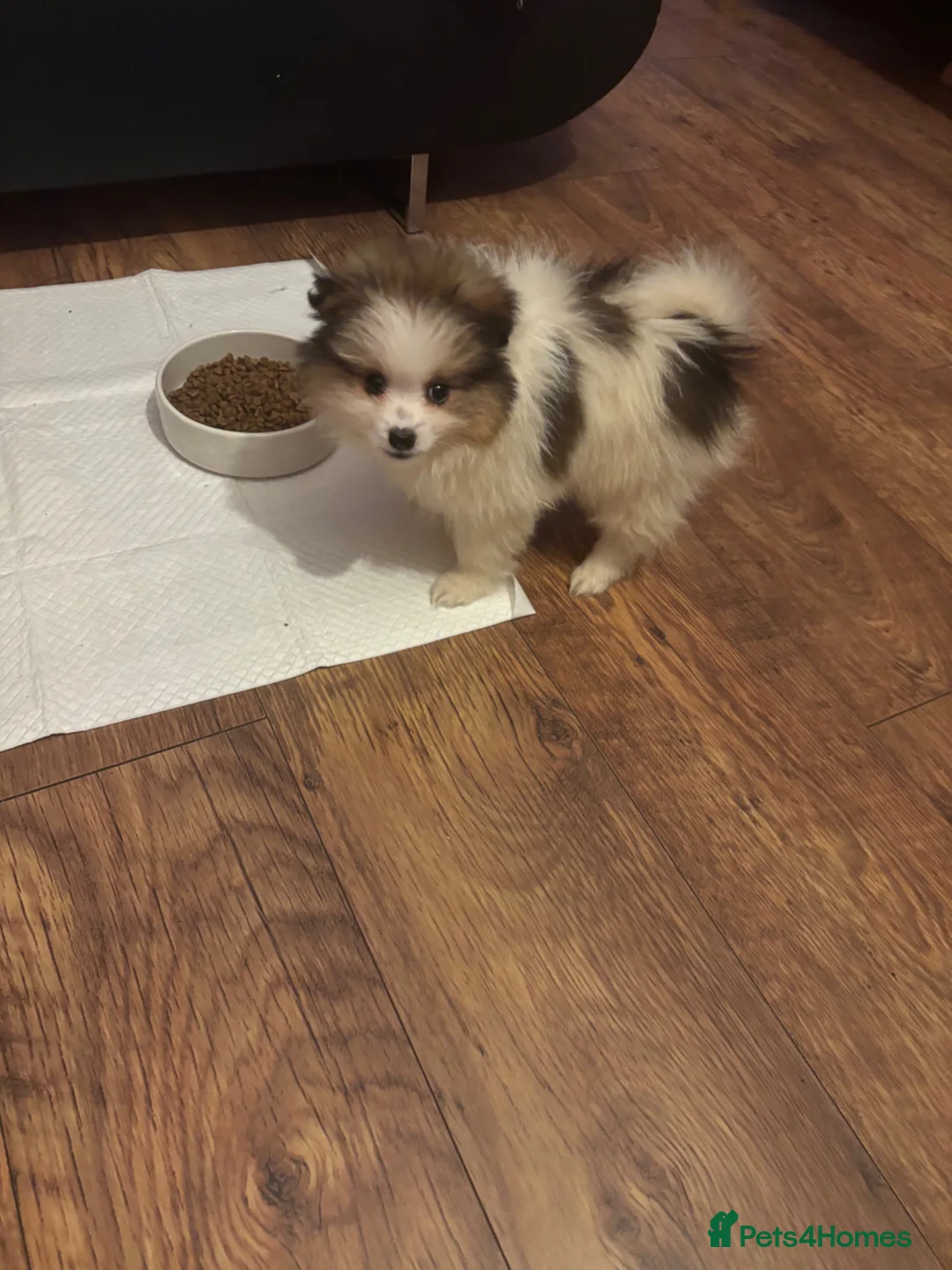 Pomeranian dogs for sale: Puppy needs re-homing. - Advert 2