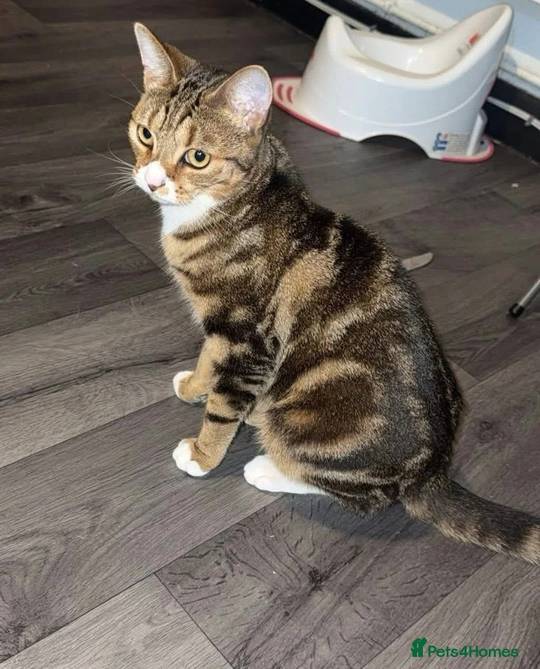 British Shorthair cats for sale:  female cat  - Advert 3