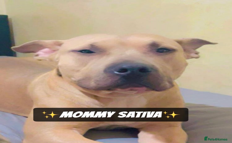 Mixed Breed dogs - Advert 3