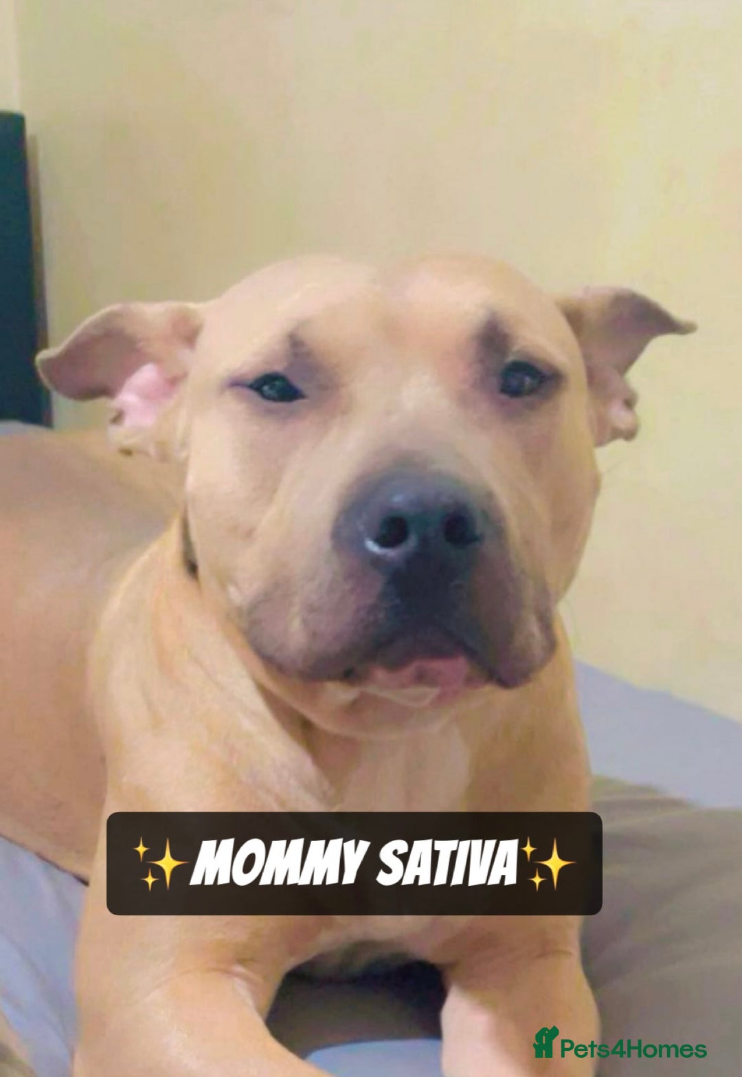 Mixed Breed dogs for sale: PUPPIES 4 SALE - Image 1