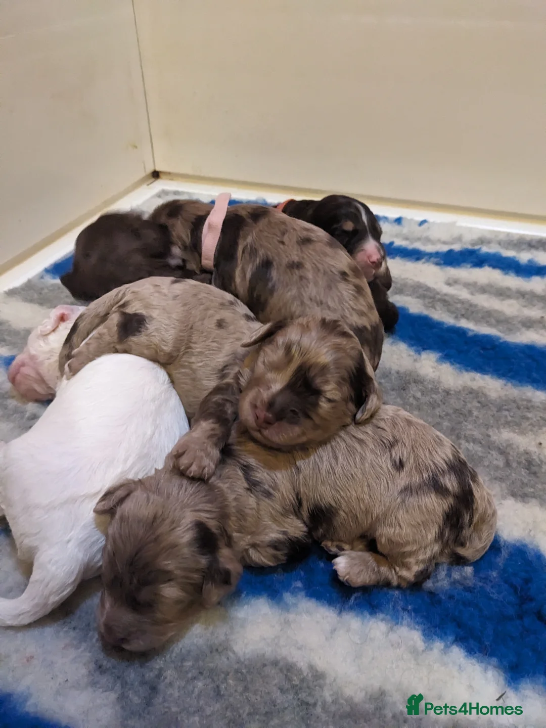 Miniature Poodle dogs for stud: Silver blue merle miniature poodle  in Canterbury - Advert 7