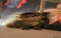 Siberian cats for sale: Beautiful Rare Pure Siberian Kittens For Sale. - Image 6