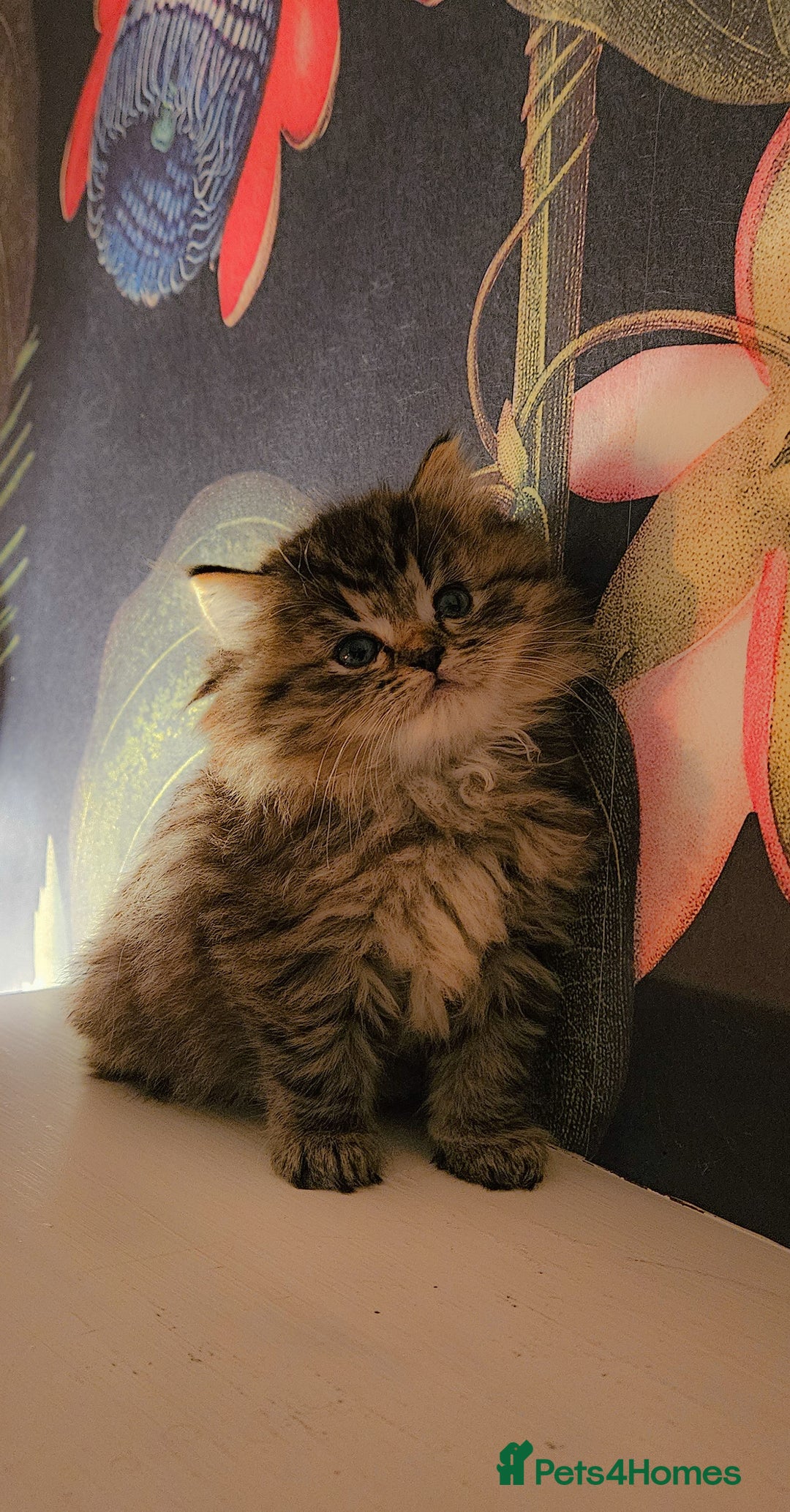 Siberian cats for sale: Beautiful Rare Pure Siberian Kittens For Sale. - Image 6