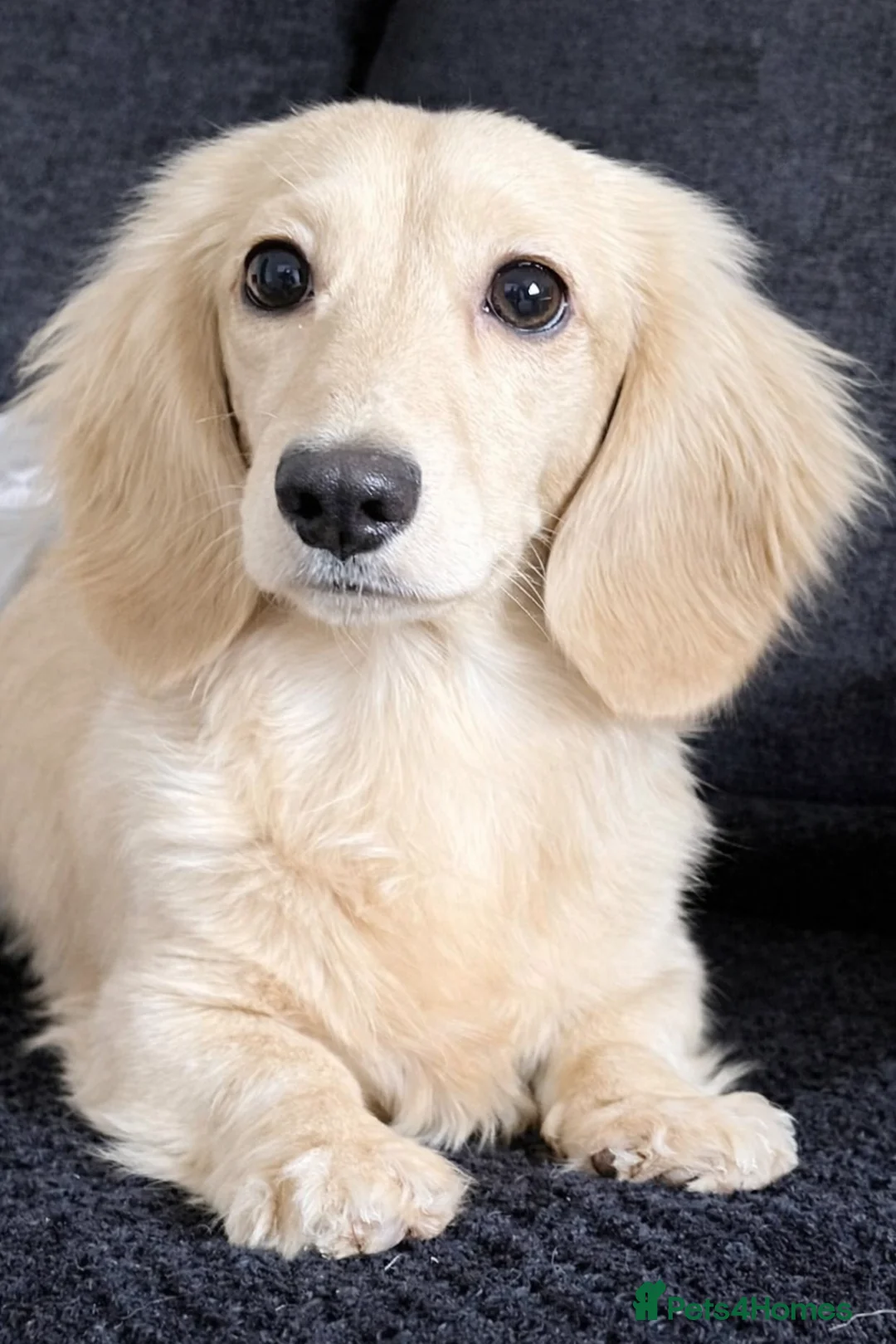Miniature Dachshund dogs for sale: Miniature Long-Haired cream Dachshund Puppies  - Advert 9