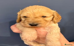 Cockapoo dogs for sale: Small F1 cockapoo’s for sale - Image 6