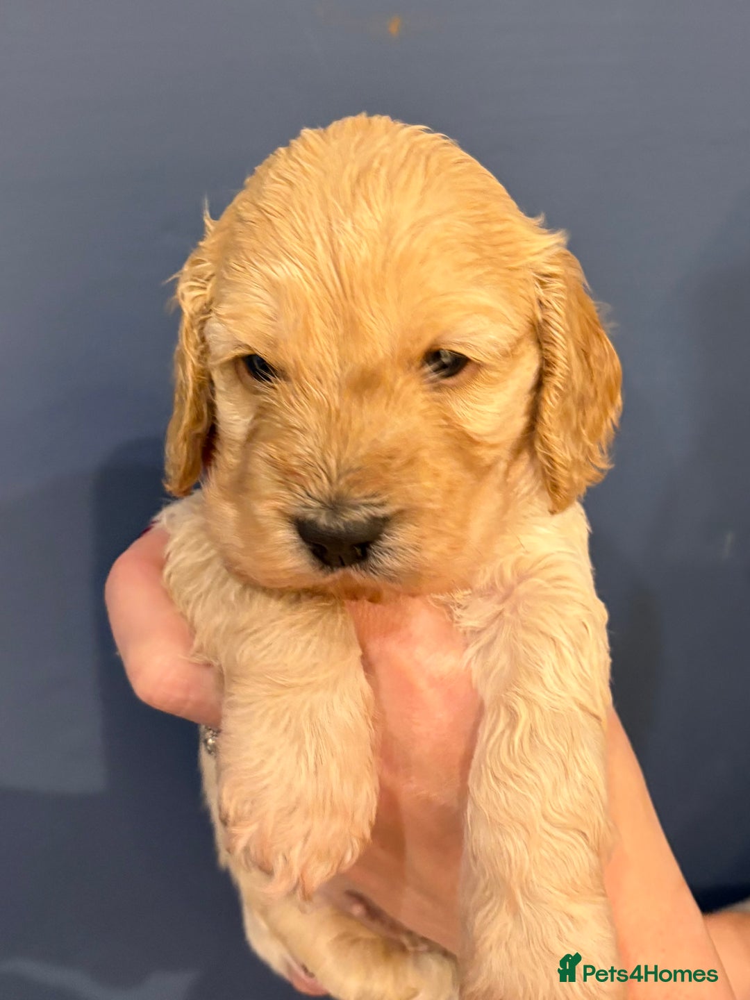Cockapoo dogs for sale: Small F1 cockapoo’s for sale - Image 6