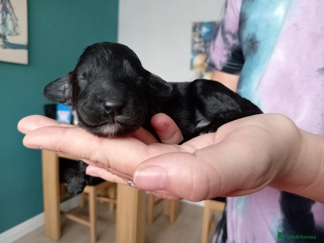 Cockapoo dogs for sale: 7 cockerpoos puppy's for sale - Image 8