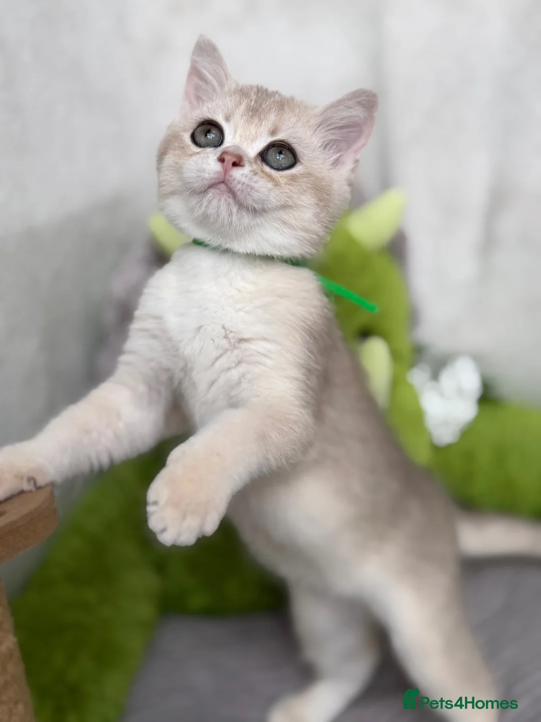 British Shorthair cats for sale: Adorable British Shorthair golden kittens   - Advert 1