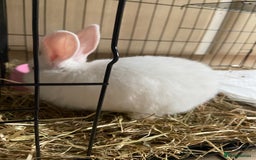 English Lop rabbits for sale: White lop eared bunny - Image 3