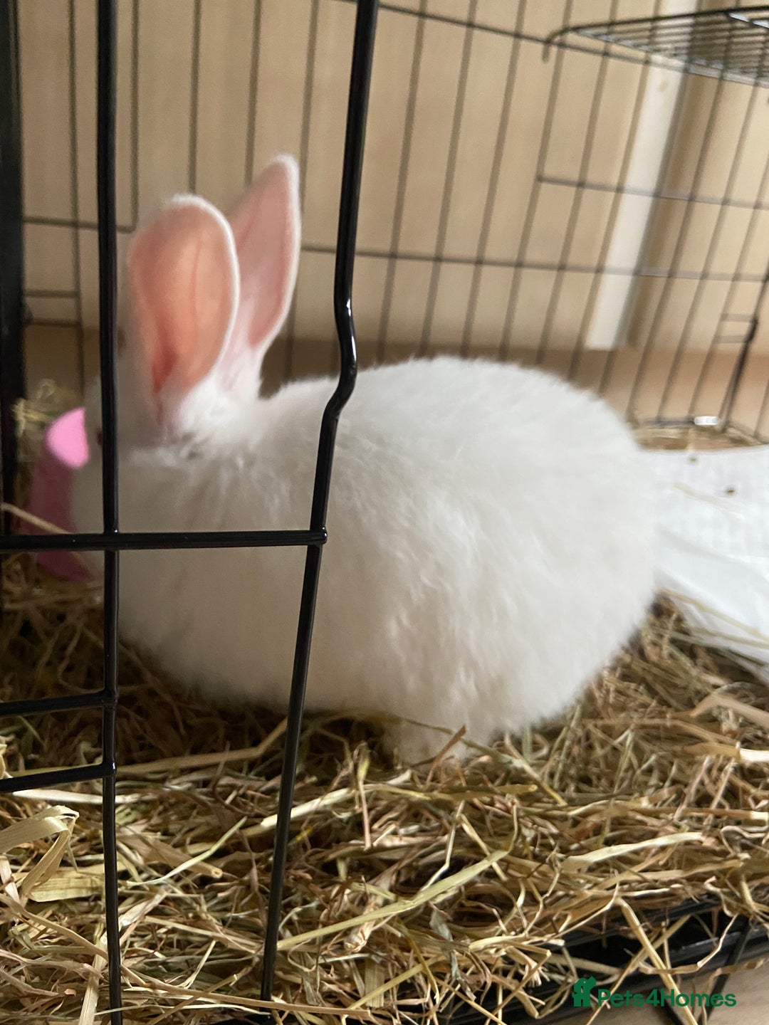 English Lop rabbits for sale: White lop eared bunny - Image 3