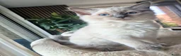 Ragdoll cats for sale: 4 beautiful Ragdolls left  - Advert 7