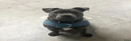 Staffordshire Bull Terrier dogs for sale: KC REG SBT PUPPIES STUNNING STOCKY BLUE & BLACK - Advert 8