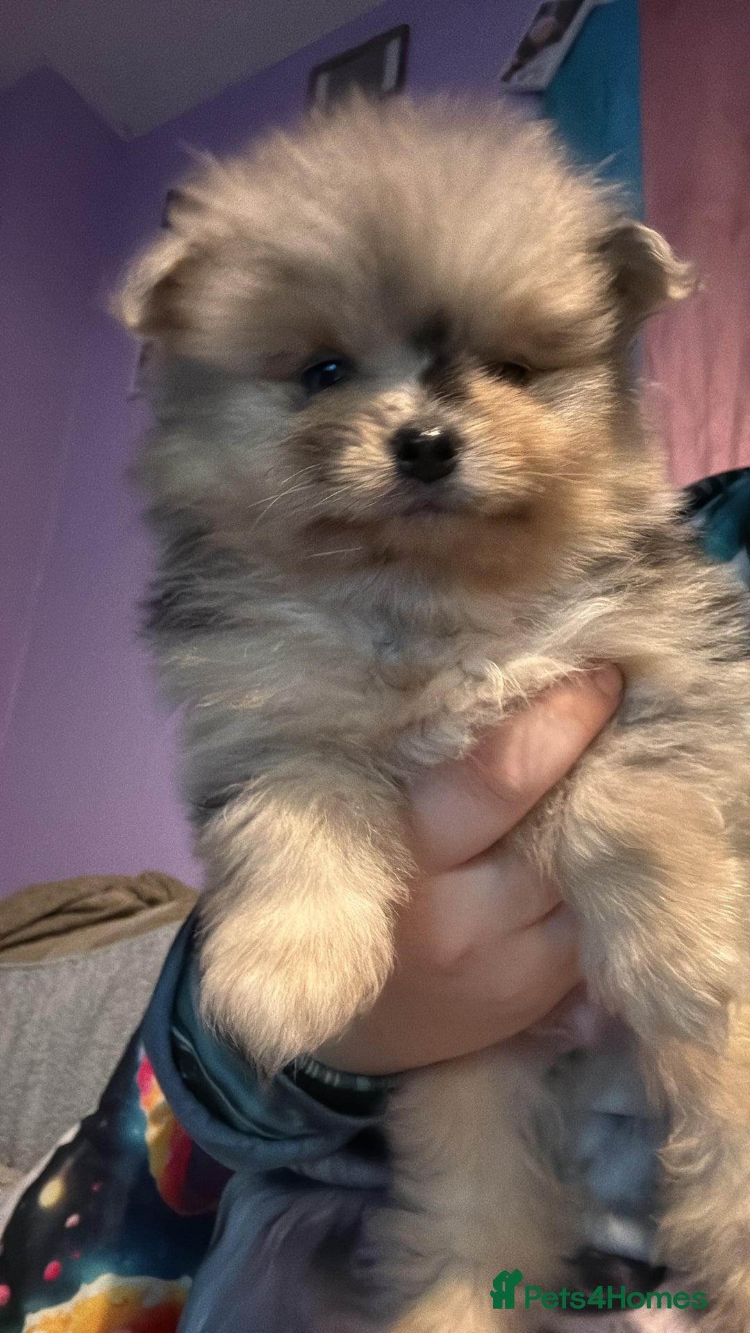 Pomeranian dogs for sale: 1 male 1 female  - Advert 13