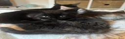 Mixed Breed cats for sale: Three Gorgeous 7 Week old KITTENS! Ghost Tabby! - Advert 15