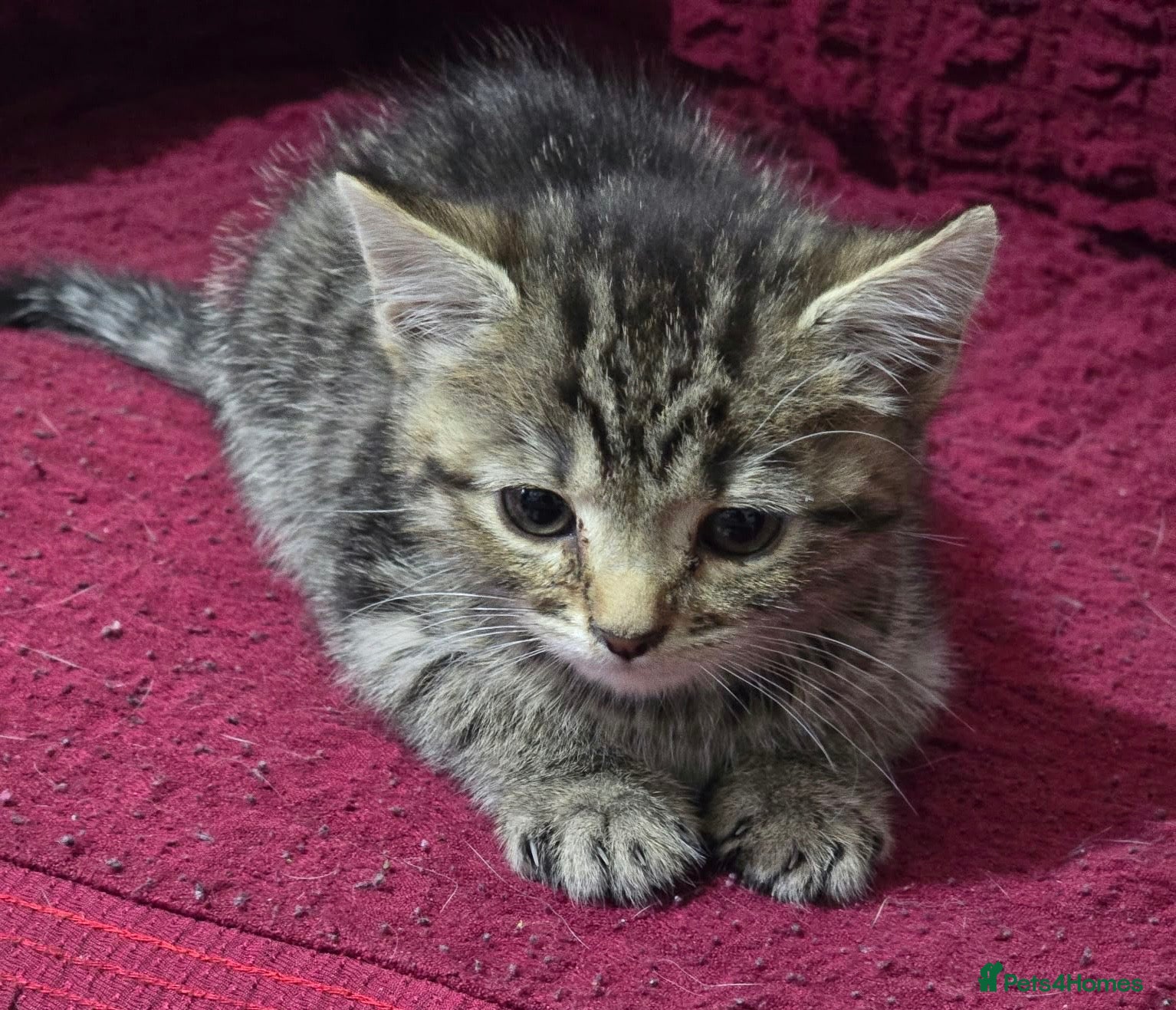 Bengal cats Last bengal mix kitten left  - Advert 3