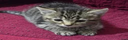 Bengal cats for sale: Last bengal mix kitten left  - Advert 5
