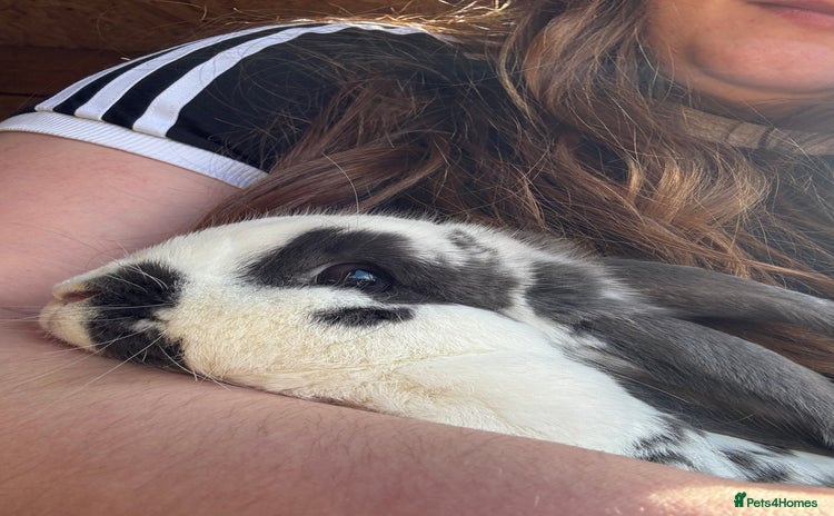 Mini Lop rabbits - Advert 1