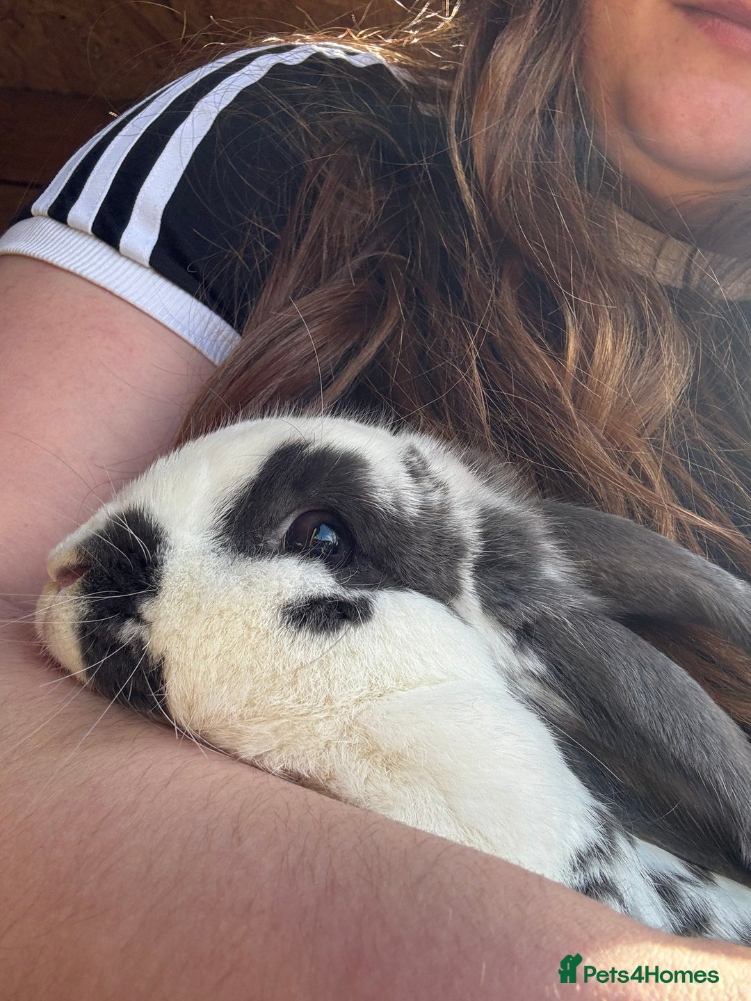 Mini Lop rabbits for sale: 2 x Female mini Lop rabbits MUST GO TOGETHER  - Image 1