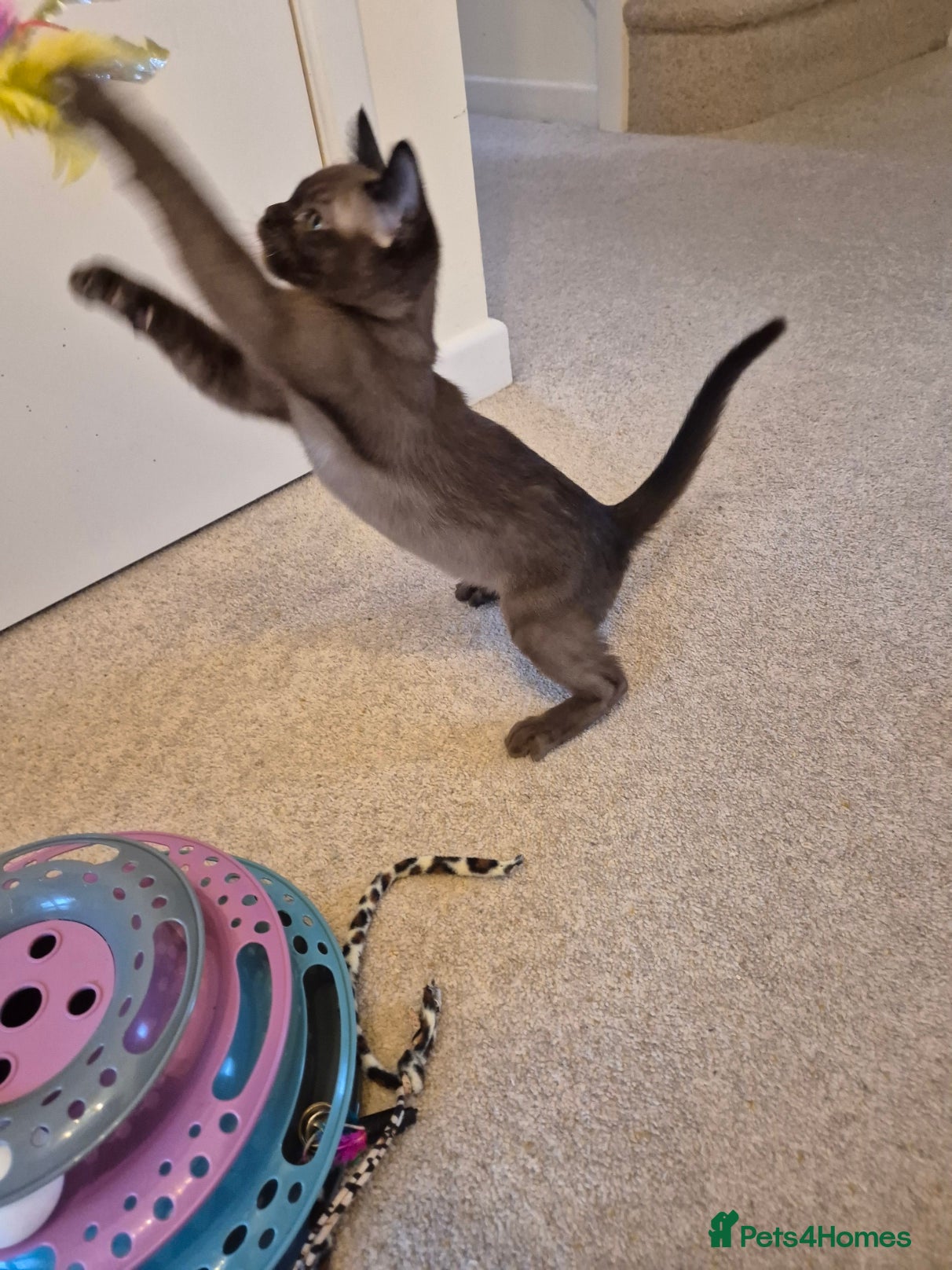 Burmese cats for sale: Pedigree Burmese Kittens Available - Advert 12