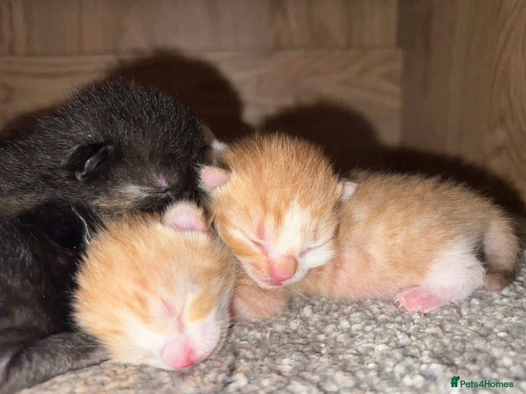 Mixed Breed cats for sale: 2 beautiful ginger male cats - Image 6